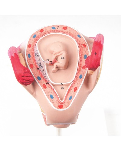 Embryo model, 2 month